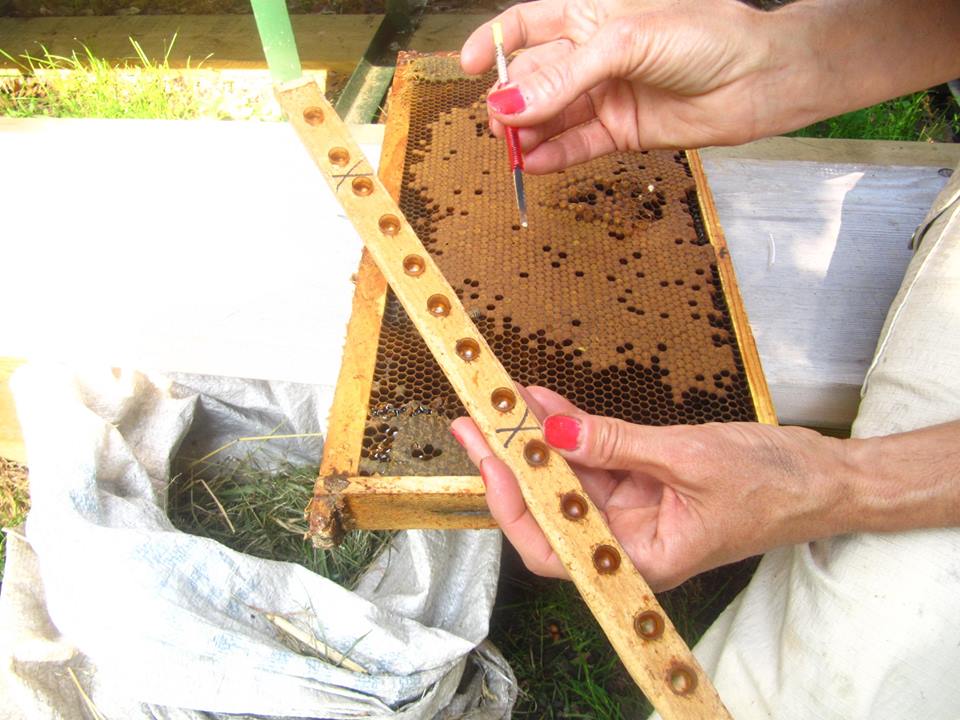 Measuring a Beehive